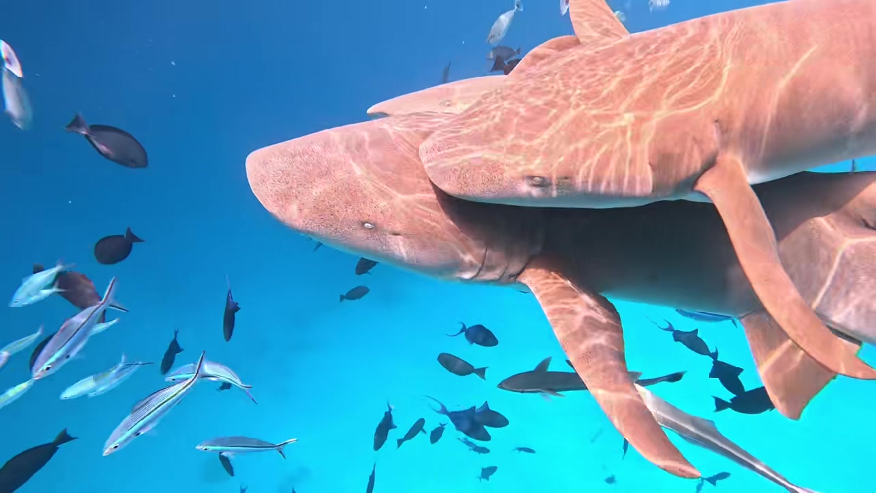  蔣圣龍老婆泳裝潛水與鯊魚游玩，這身材真是夠白的呀